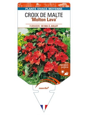 LYCHNIS haagena 'Molton Lava' voir CROIX DE MALTE