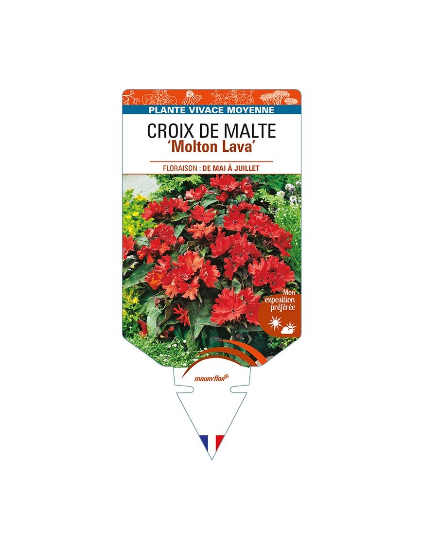 LYCHNIS haagena 'Molton Lava' voir CROIX DE MALTE