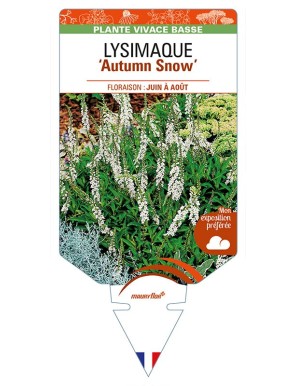 LYSIMACHIA 'Autumn Snow'