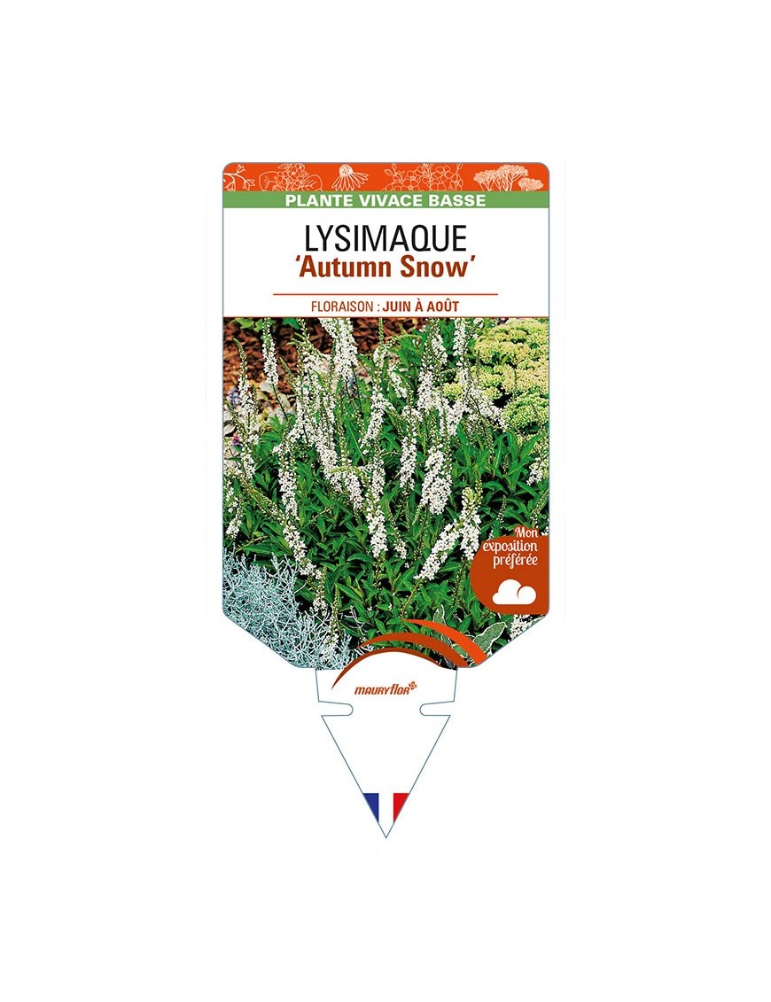 LYSIMACHIA 'Autumn Snow'