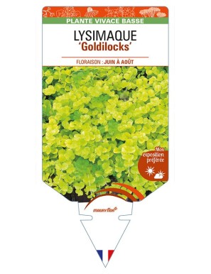 LYSIMACHIA (nummularia) 'Goldilocks'