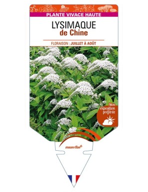 LYSIMACHIA clethroides voir LYSIMAQUE de Chine