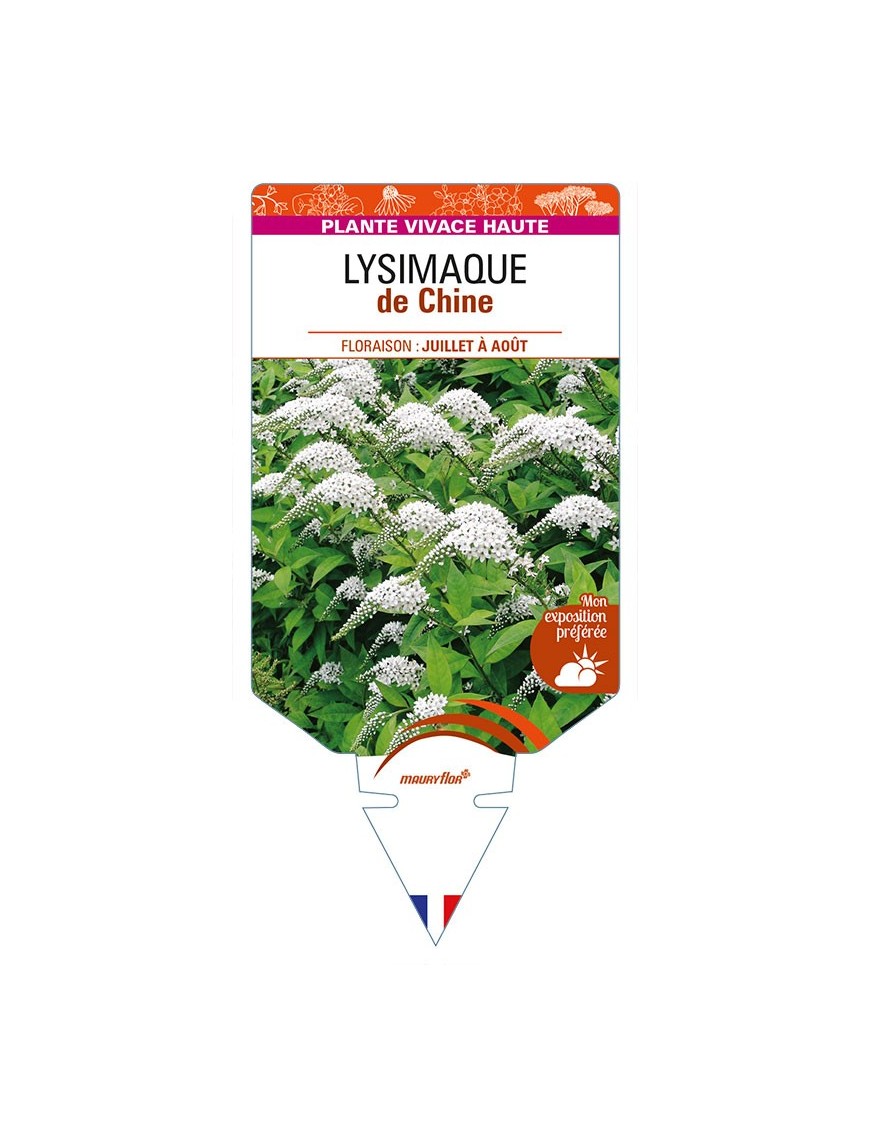 LYSIMACHIA clethroides voir LYSIMAQUE de Chine