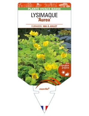 LYSIMACHIA nummularia 'Aurea' voir LYSIMAQUE