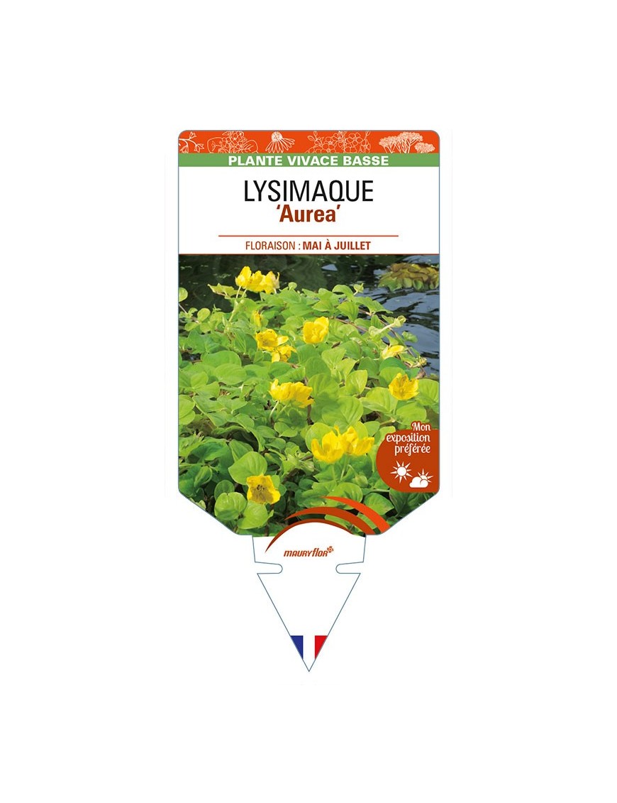 LYSIMACHIA nummularia 'Aurea' voir LYSIMAQUE