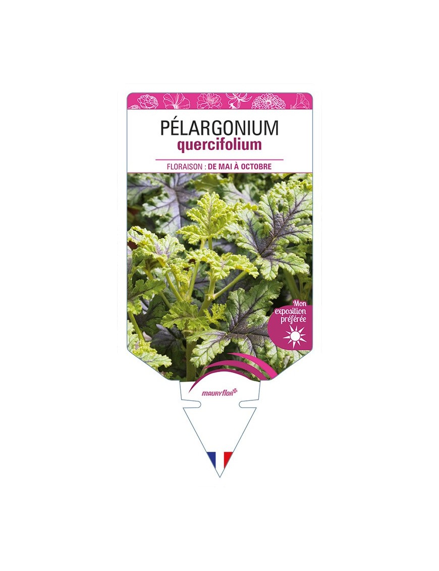 PÉLARGONIUM QUERCIFOLIUM