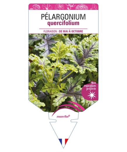 PÉLARGONIUM QUERCIFOLIUM