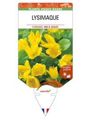 LYSIMACHIA nummularia (jaune) voir LYSIMAQUE