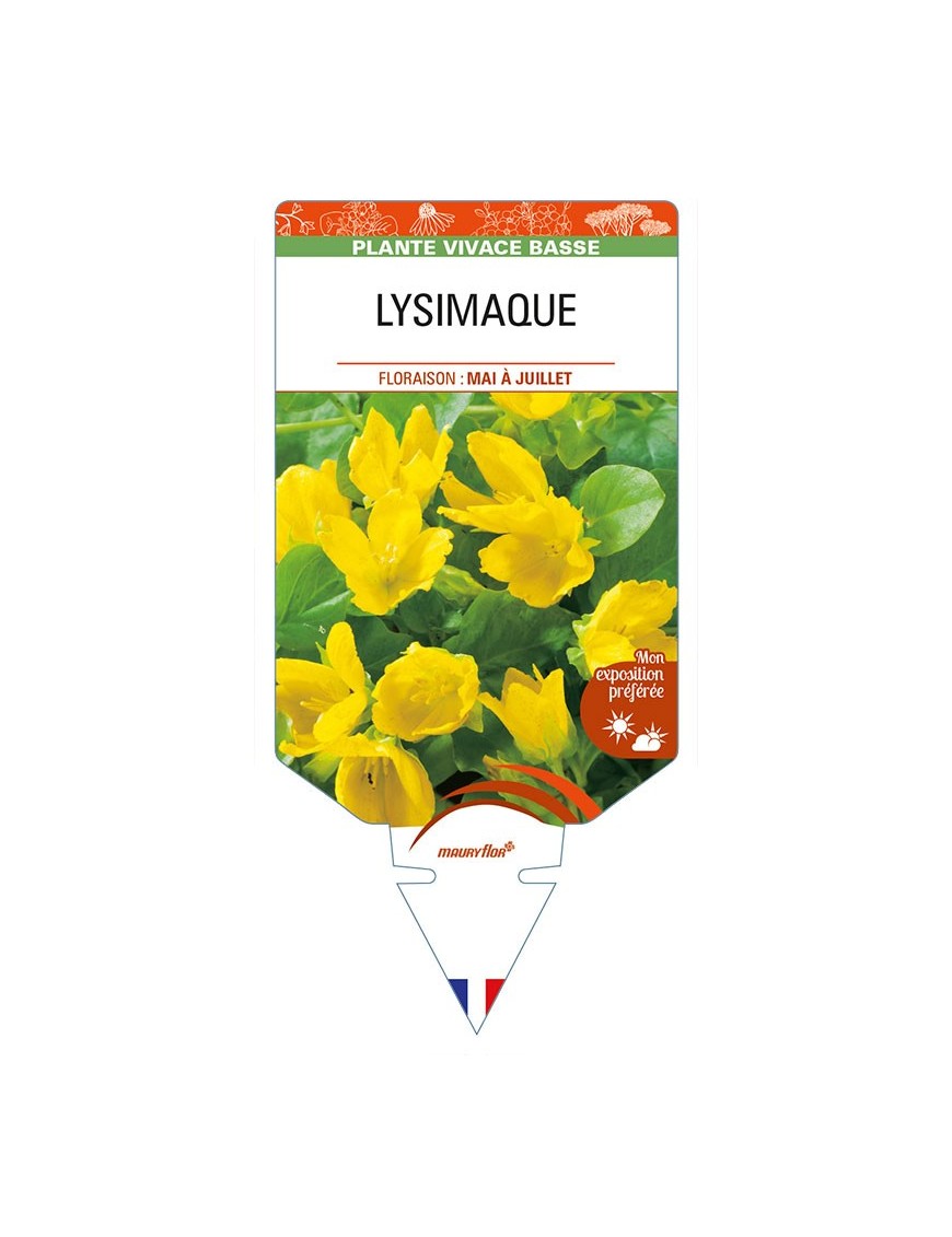 LYSIMACHIA nummularia (jaune) voir LYSIMAQUE