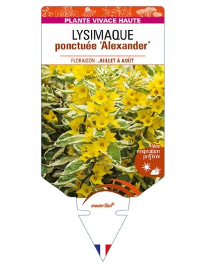 LYSIMACHIA punctata 'Alexander' voir LYSIMAQUE ponctuée