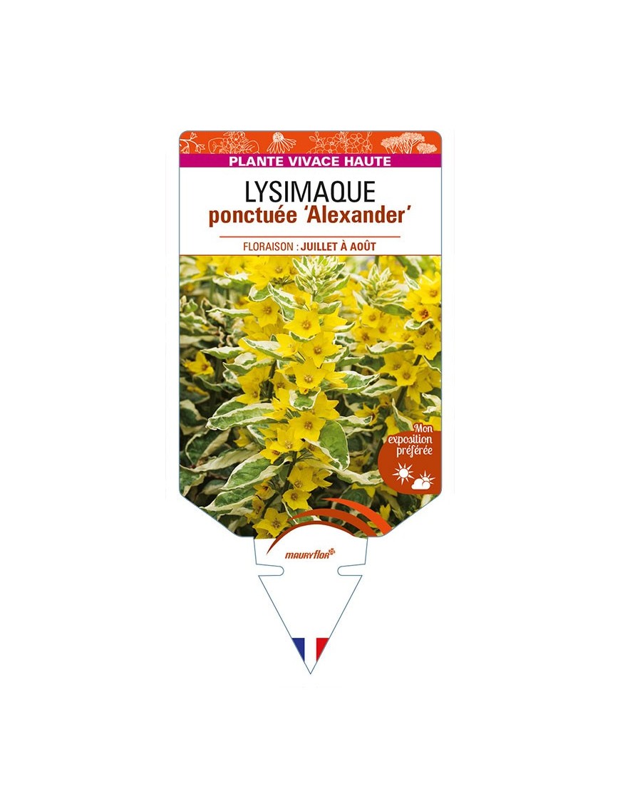 LYSIMACHIA punctata 'Alexander' voir LYSIMAQUE ponctuée