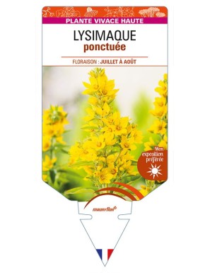 LYSIMACHIA punctata (jaune) voir LYSIMAQUE ponctuée