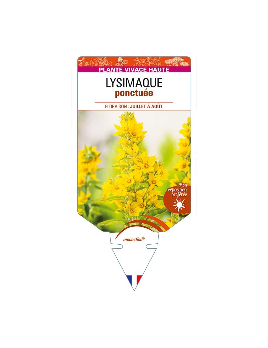 LYSIMACHIA punctata (jaune) voir LYSIMAQUE ponctuée