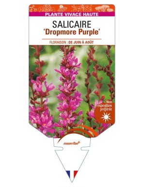 LYTHRUM 'Dropmore Purple' voir SALICAIRE