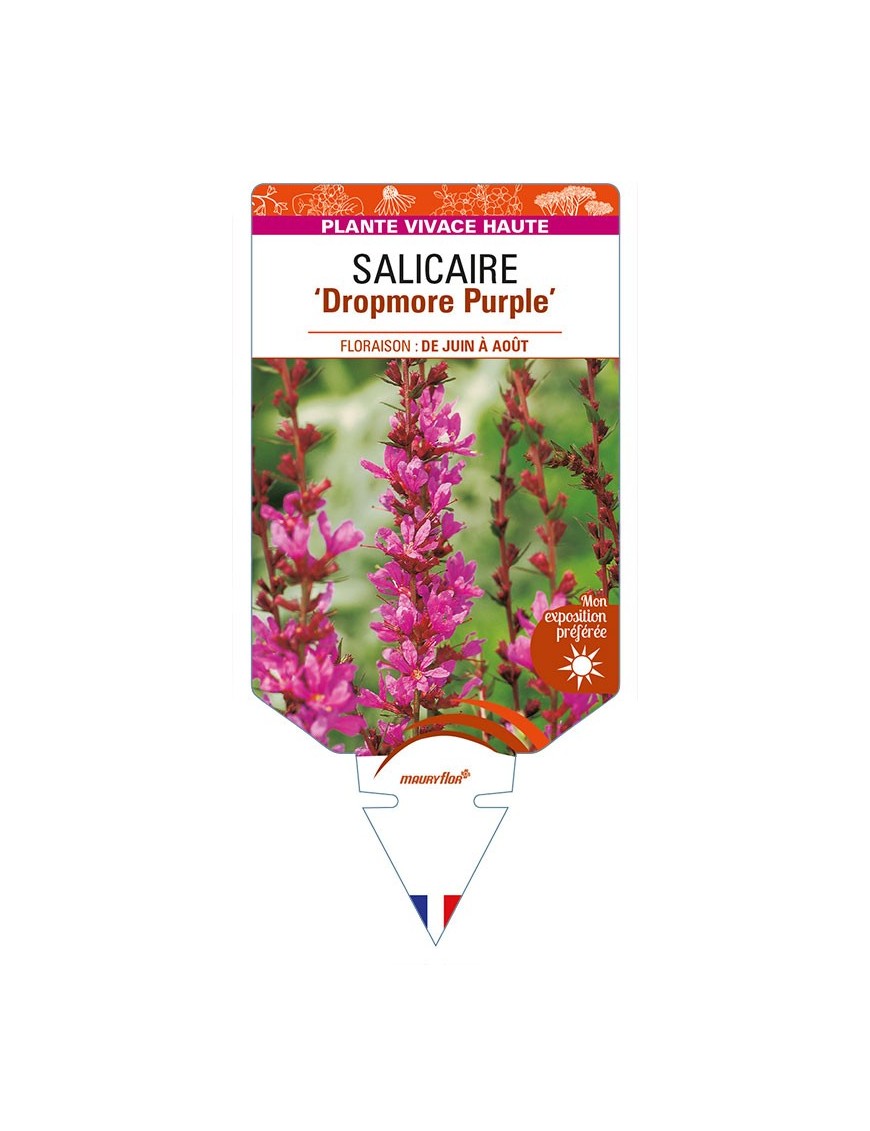 LYTHRUM 'Dropmore Purple' voir SALICAIRE