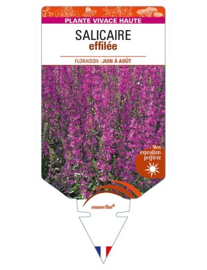 LYTHRUM salicaria voir SALICAIRE effilée