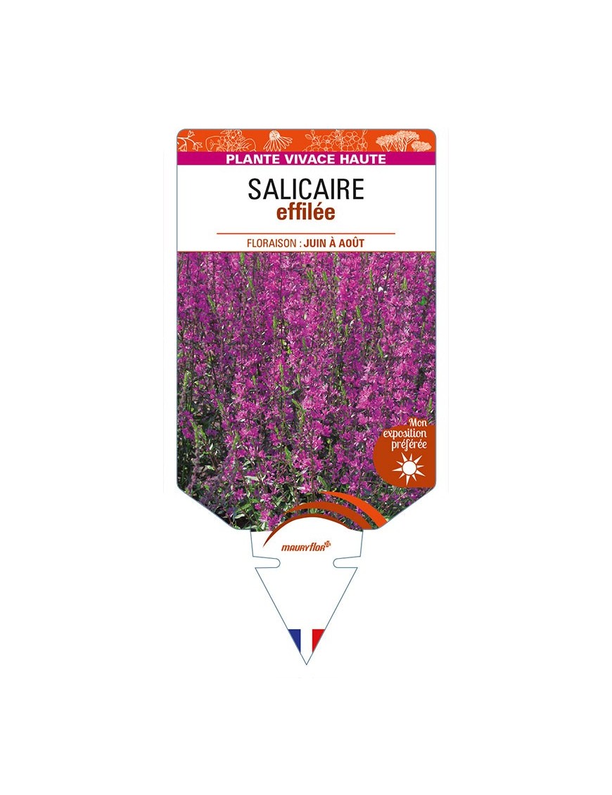 LYTHRUM salicaria voir SALICAIRE effilée