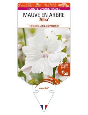 MALVA moschata 'Alba' voir MAUVE EN ARBRE