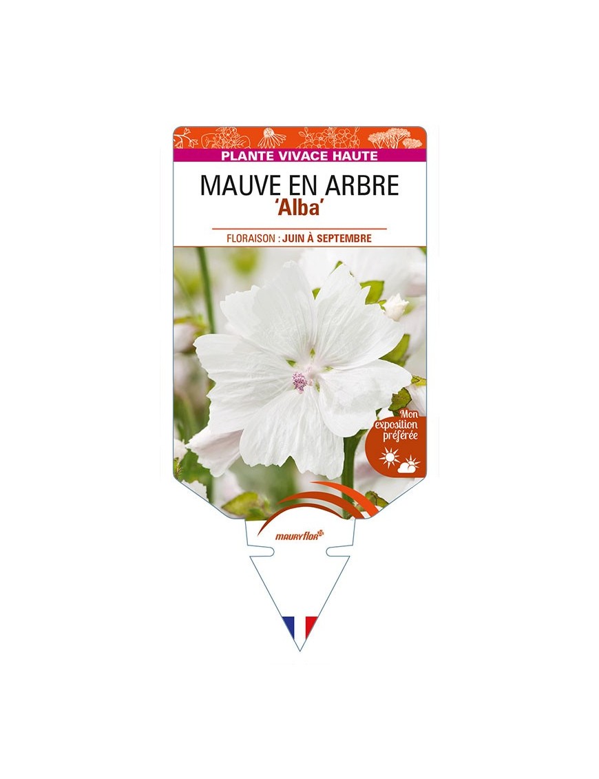 MALVA moschata 'Alba' voir MAUVE EN ARBRE