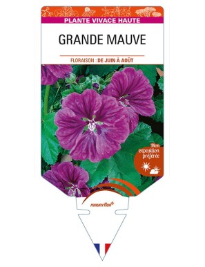 MALVA sylvestris mauritiana voir GRANDE MAUVE