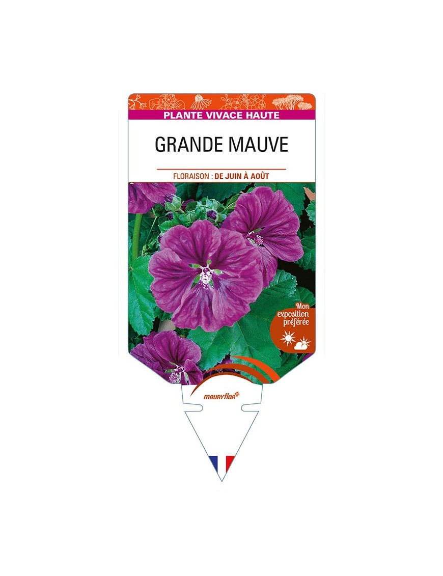MALVA sylvestris mauritiana voir GRANDE MAUVE