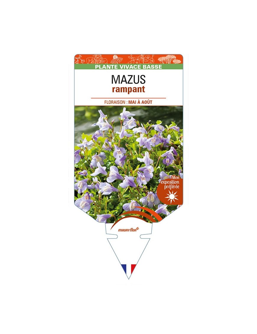MAZUS (reptans) rampant