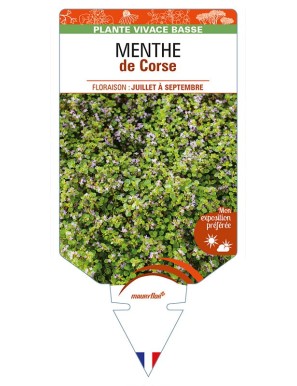 MENTHA requienii voir MENTHE de Corse