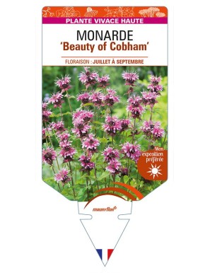MONARDA 'Beauty of Cobham'