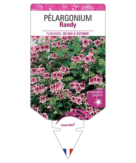 PÉLARGONIUM RANDY