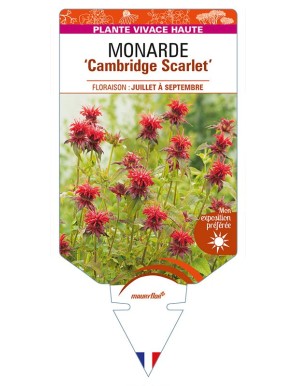 MONARDA 'Cambridge Scarlet'