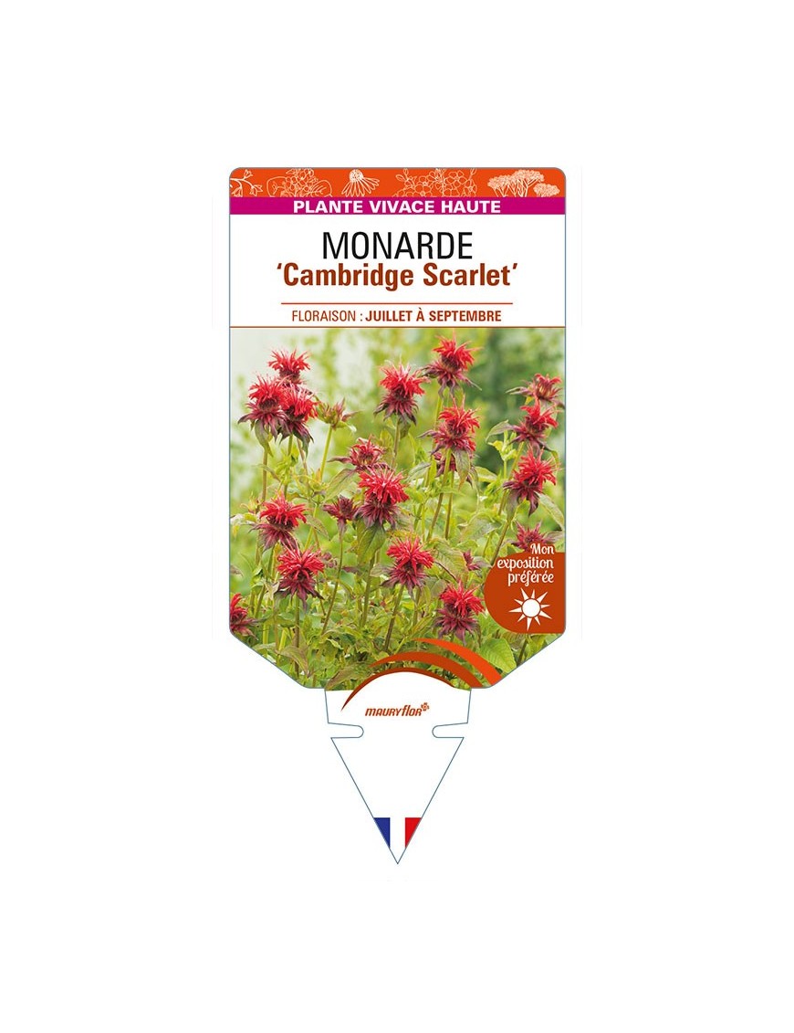 MONARDA 'Cambridge Scarlet'