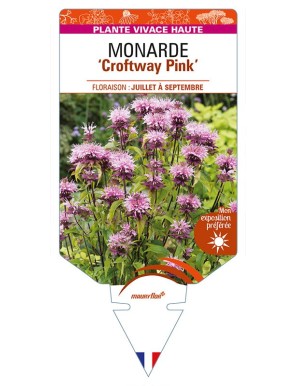 MONARDA 'Croftway Pink'