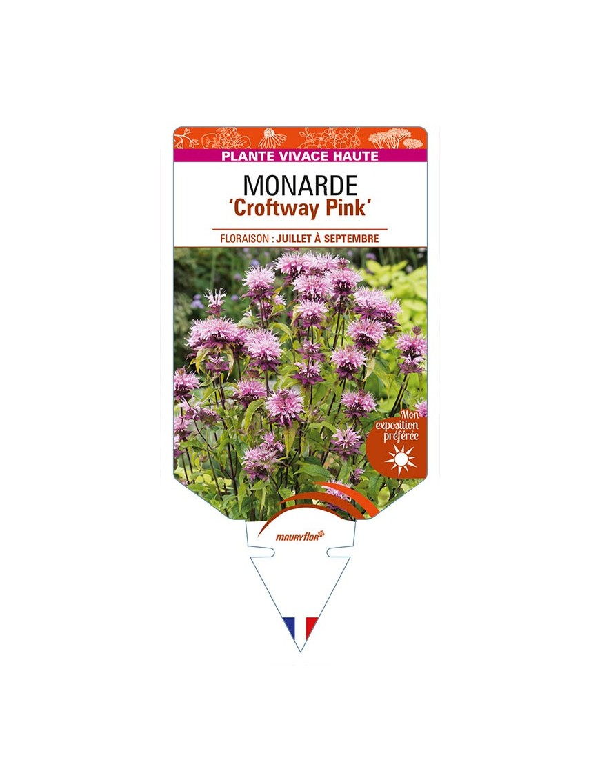 MONARDA 'Croftway Pink'