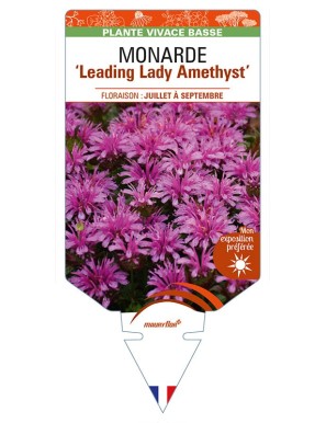MONARDA ‘Leading Lady Amethyst’