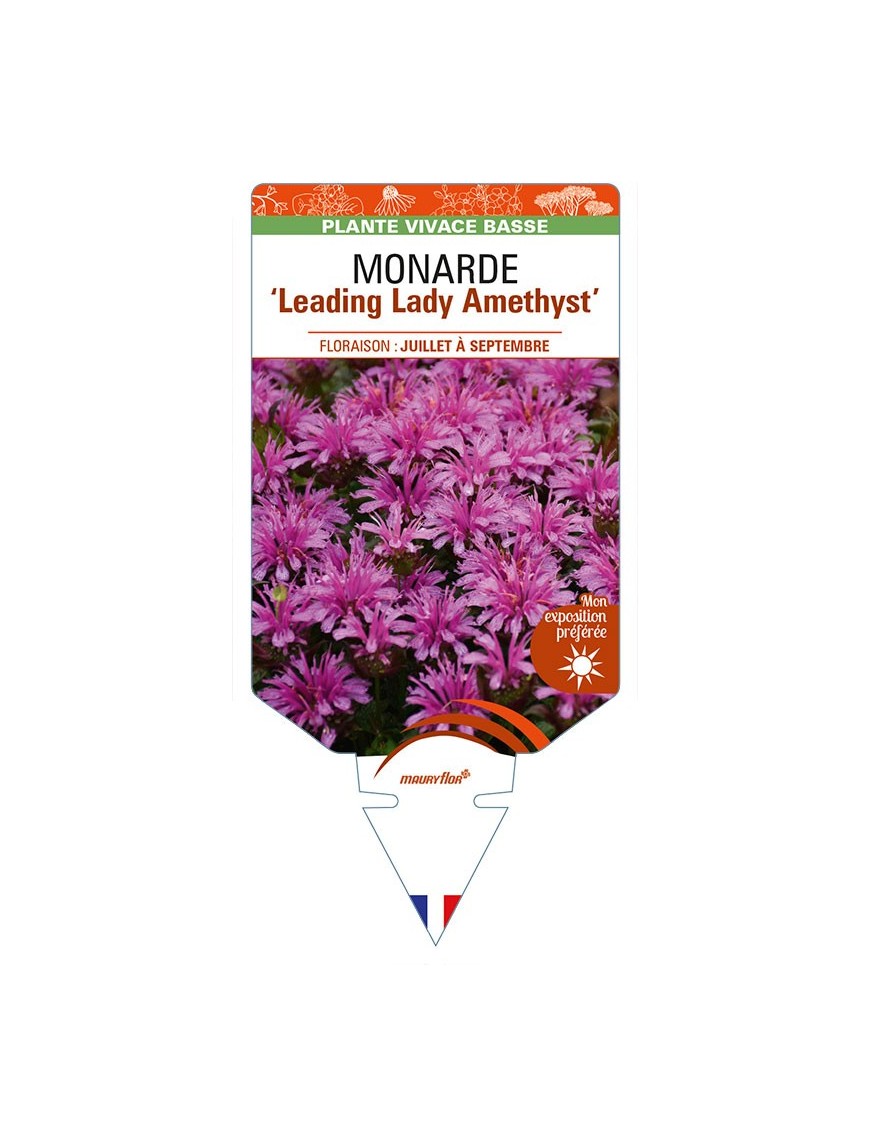 MONARDA ‘Leading Lady Amethyst’