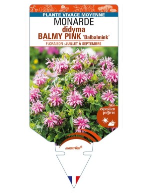 MONARDA didyma BALMY PINK 'Balbalmink’