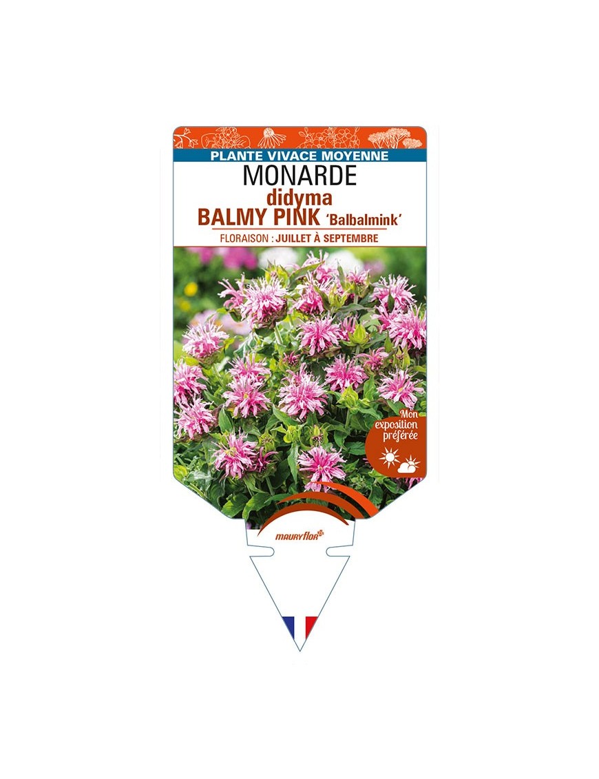 MONARDA didyma BALMY PINK 'Balbalmink’