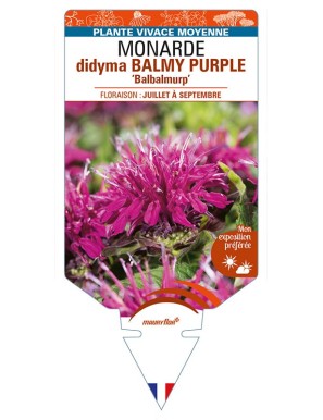MONARDA didyma BALMY PURPLE 'Balbalmurp’