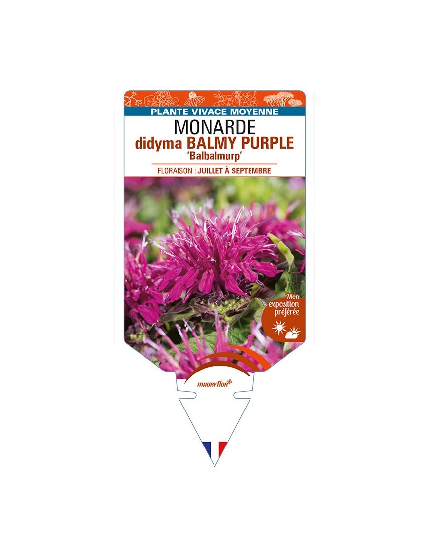 MONARDA didyma BALMY PURPLE 'Balbalmurp’