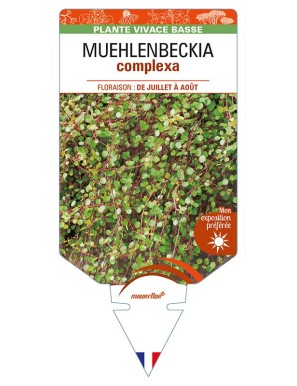 MUEHLENBECKIA complexa