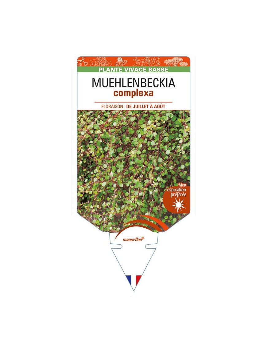 MUEHLENBECKIA complexa