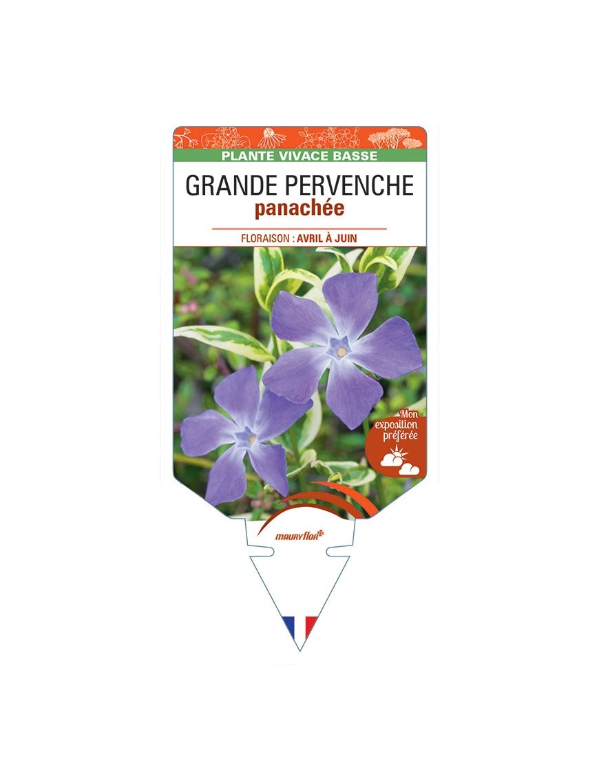 VINCA major 'Variegata' voir GRANDE PERVENCHE panachée *