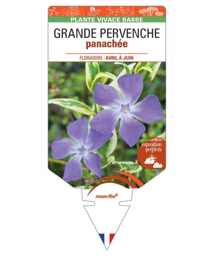 VINCA major 'Variegata' voir GRANDE PERVENCHE panachée *