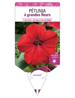 PÉTUNIA À GRANDE FLEUR (ROUGE)