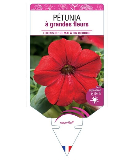 PÉTUNIA À GRANDE FLEUR (ROUGE)