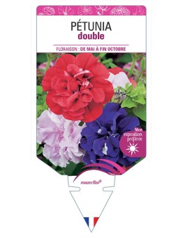 PÉTUNIA DOUBLE (VARIÉ)