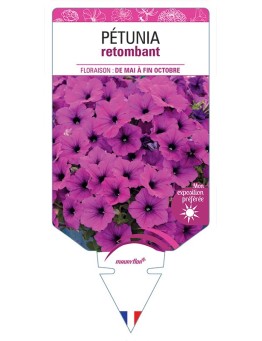 PÉTUNIA RETOMBANT