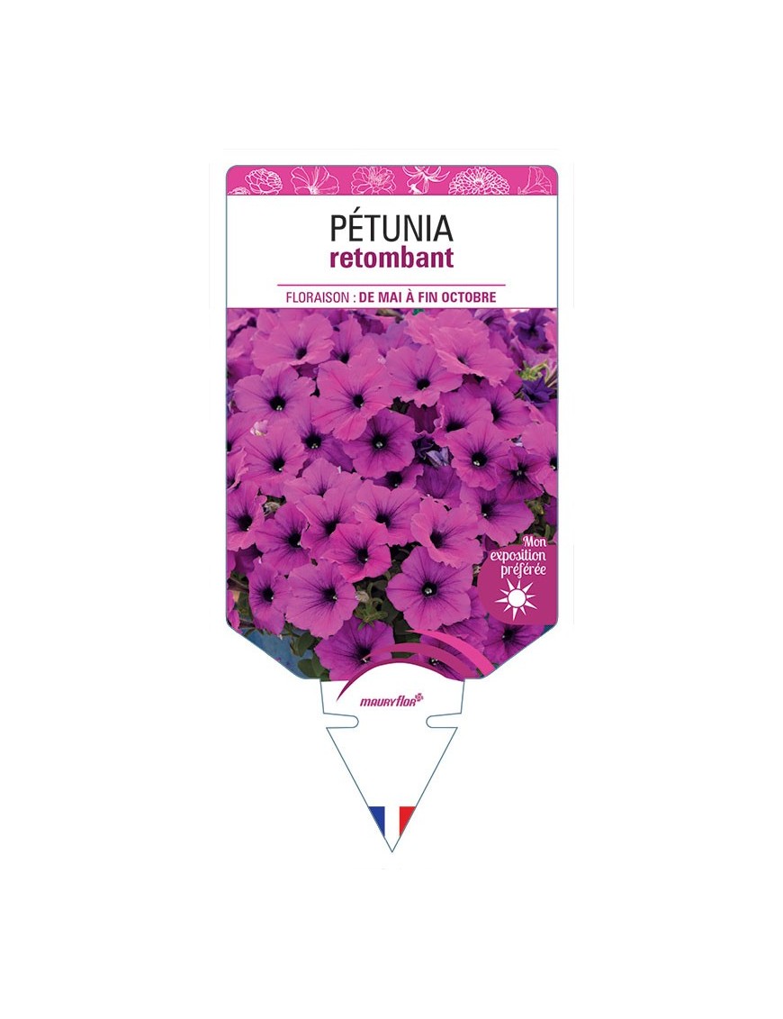PÉTUNIA RETOMBANT