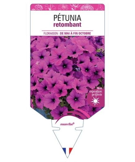 PÉTUNIA RETOMBANT