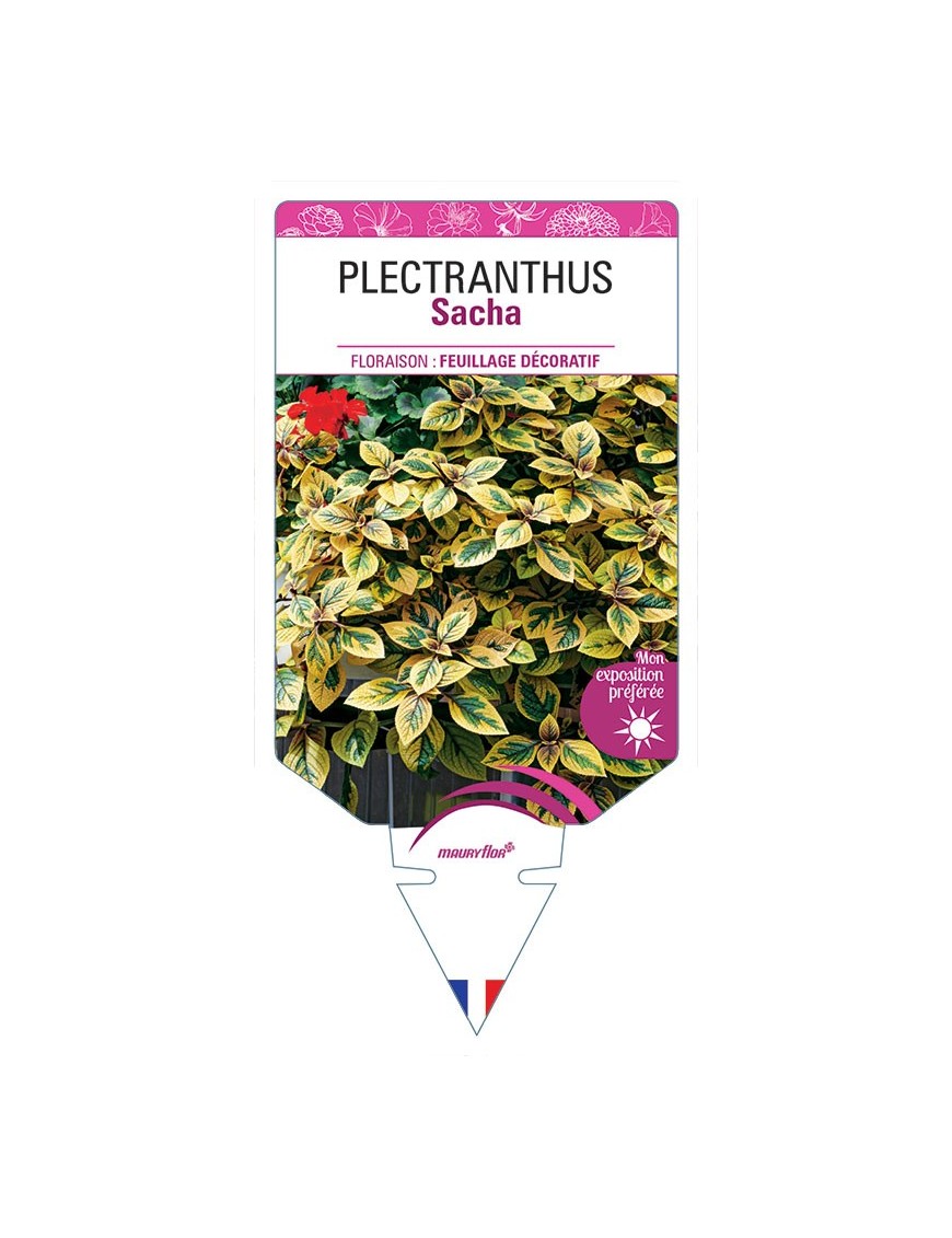 PLECTRANTHUS SACHA